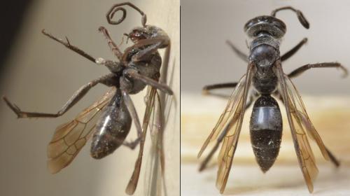 Agenioideus sericeus